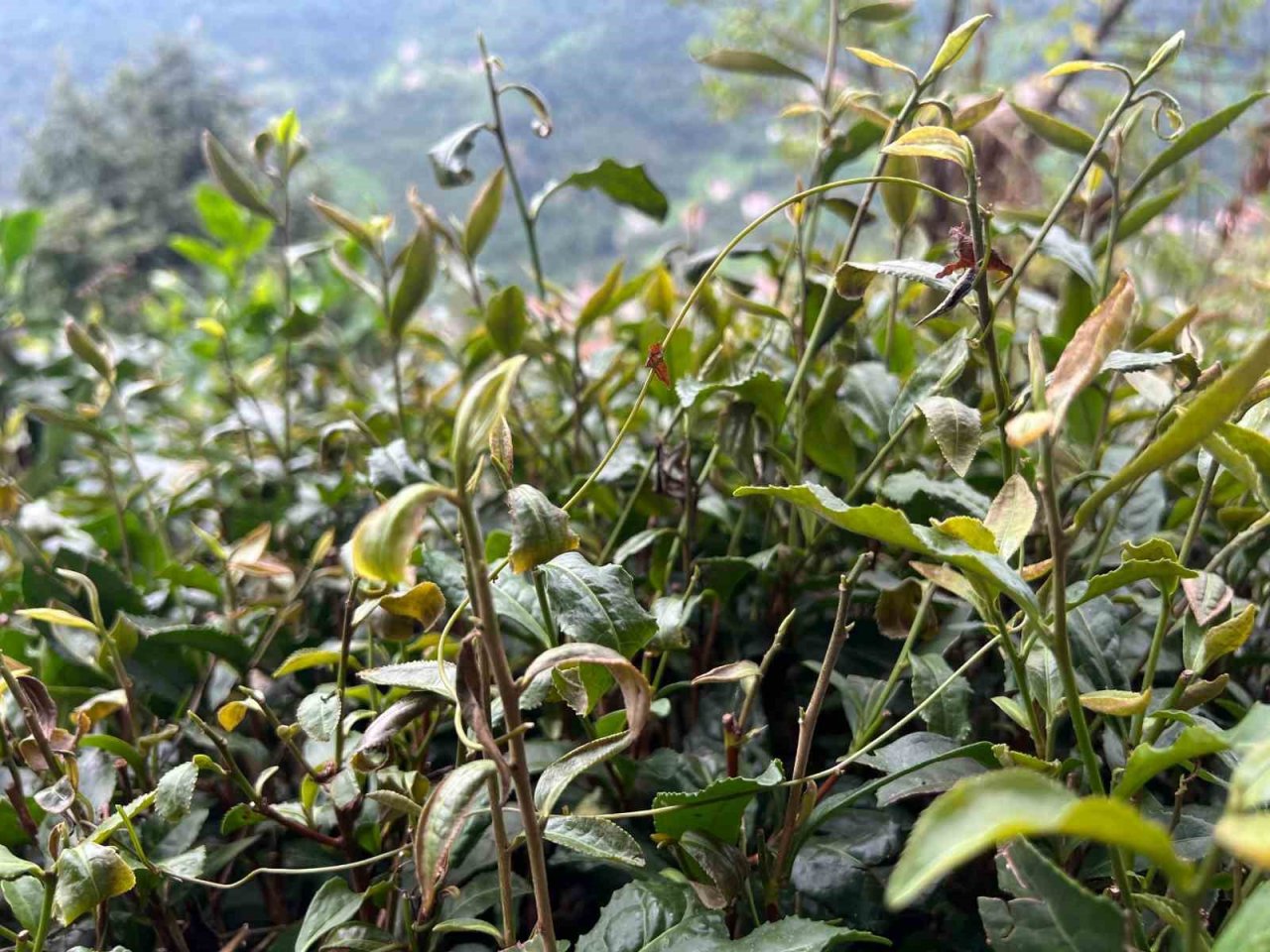 3. sürgünde sıcaklar yaş çayı yaktı, üretim yarıya düştü