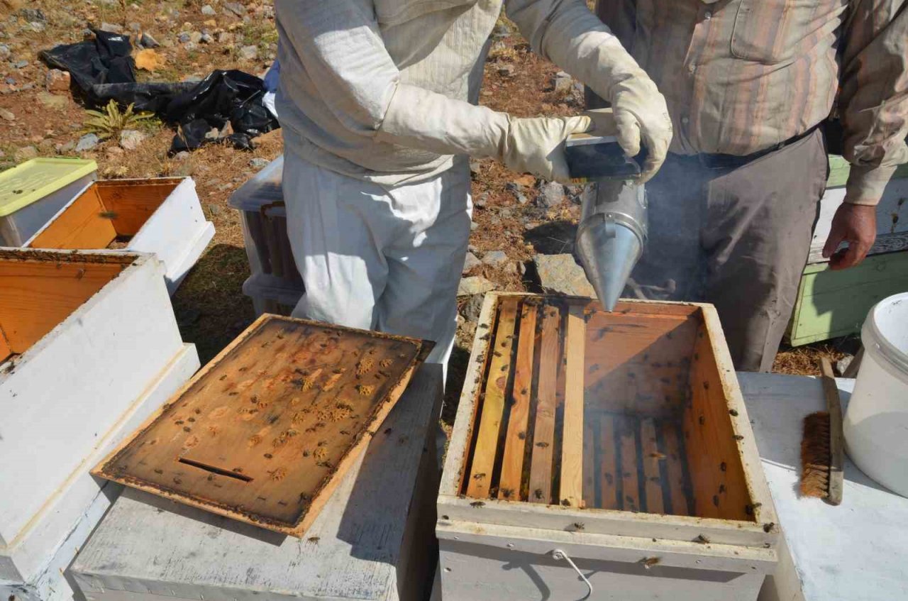 Antalya’da bal rekoltesi düştü, kilogramı 800 liraya kadar çıktı
