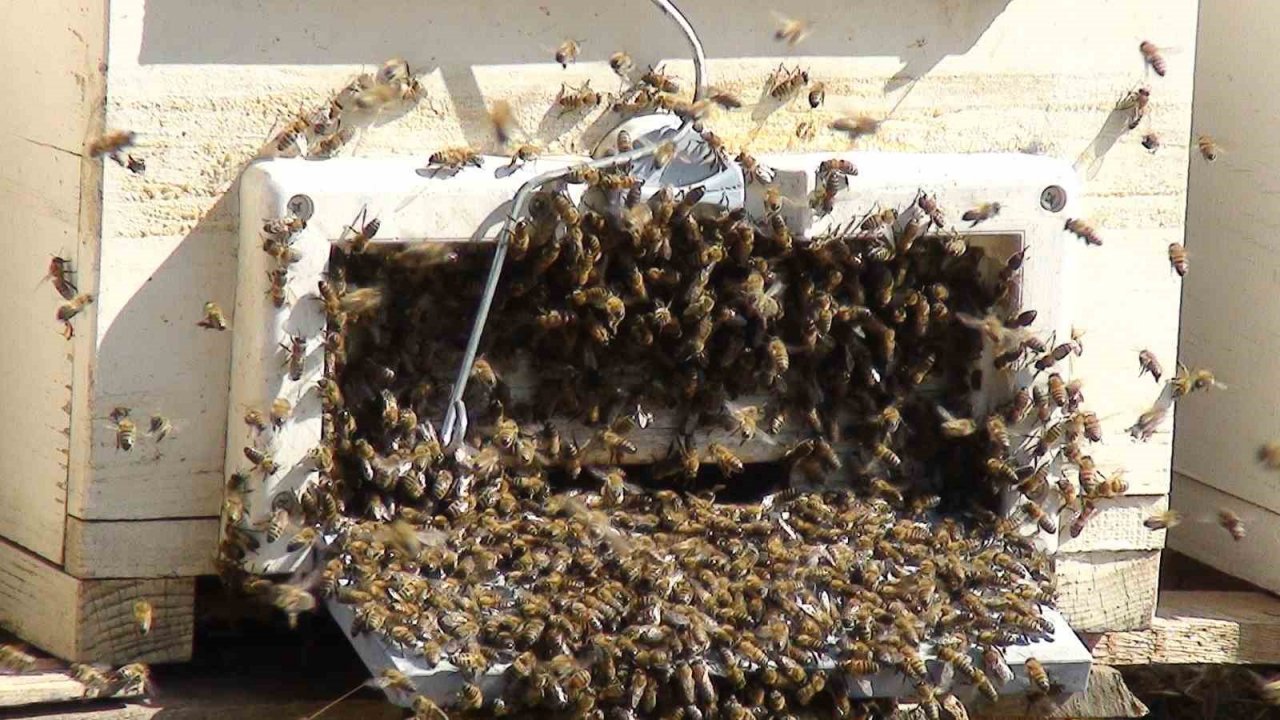 Antalya’da bal rekoltesi düştü, kilogramı 800 liraya kadar çıktı