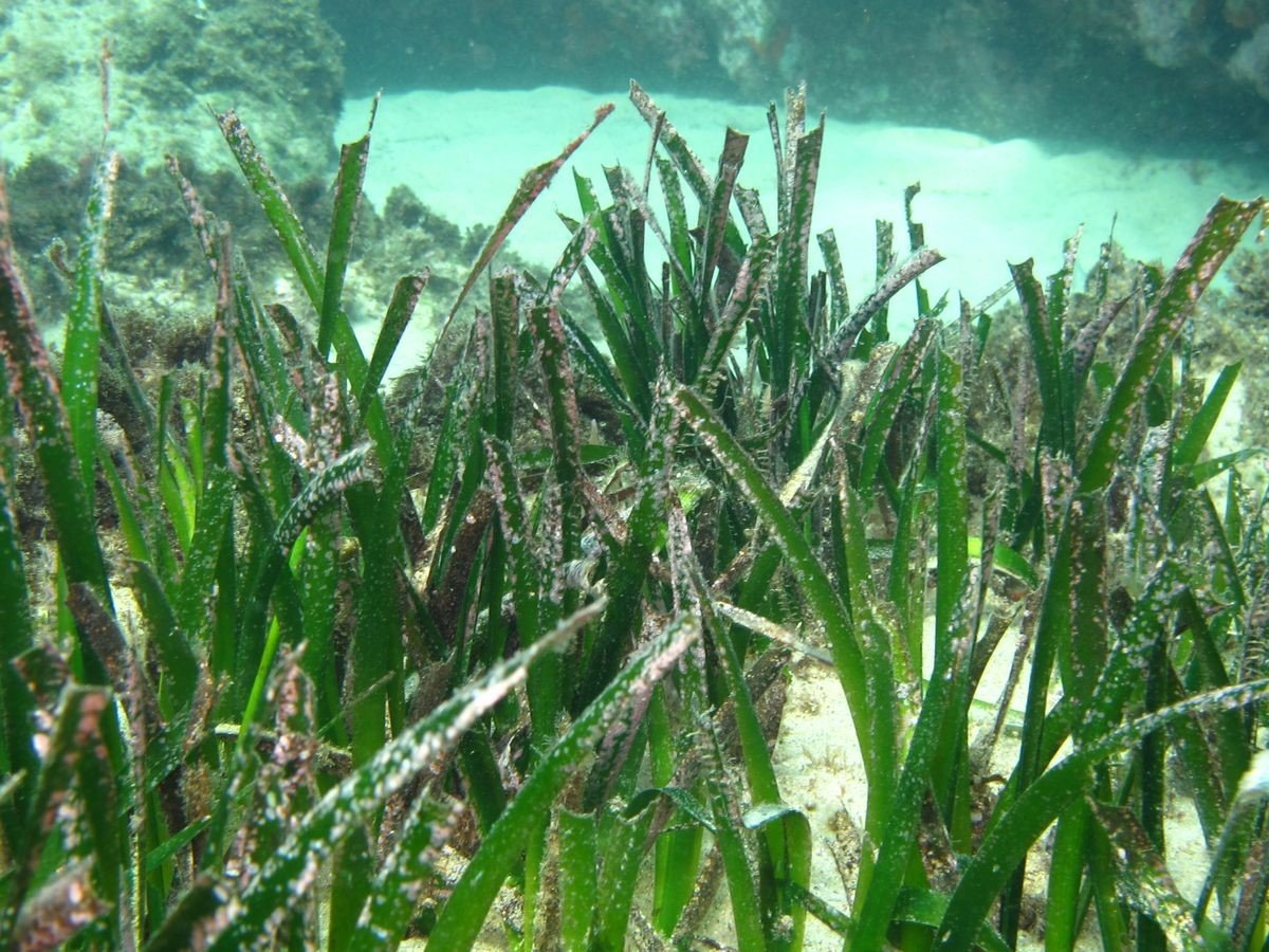 Aydın’da deniz çayırlarına dikkat çekildi