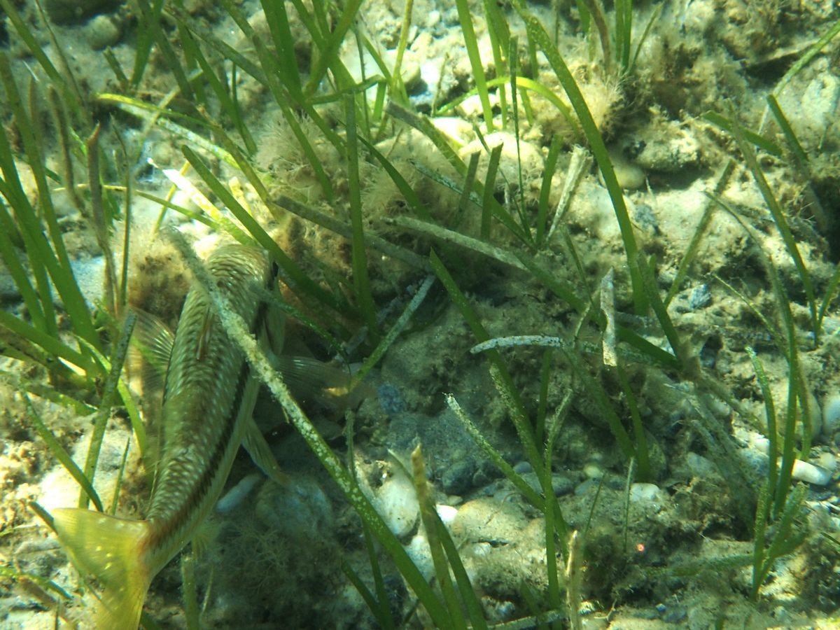 Aydın’da deniz çayırlarına dikkat çekildi