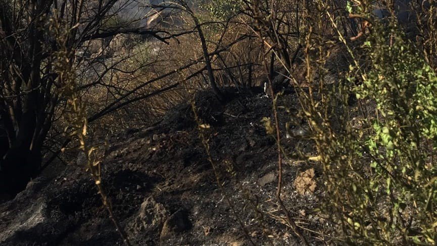 Köşk’te zeytinlik yangını korkuttu