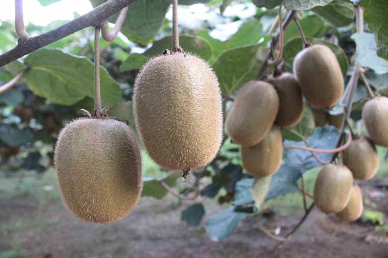Ordu kivisinde rekolte düşüşü