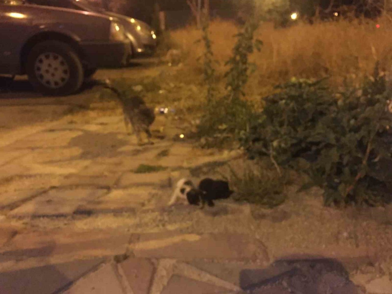 Burdur’da binanın dış cephe kaplamasının içine sıkışan kediler itfaiye tarafından kurtarıldı