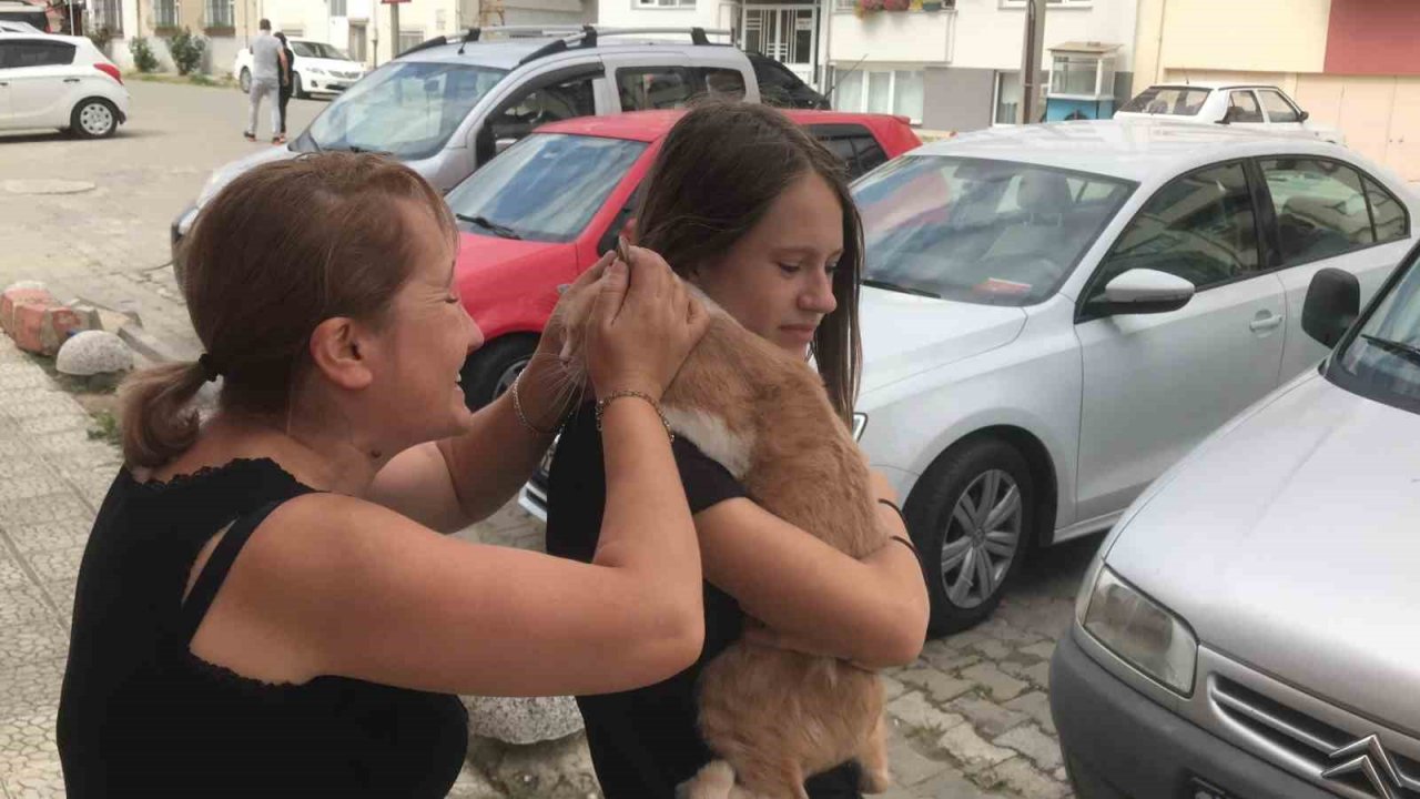 Otomobilin motor kısmına giren kedisini çıkarmak için saatlerce gözyaşlarıyla dil döktü