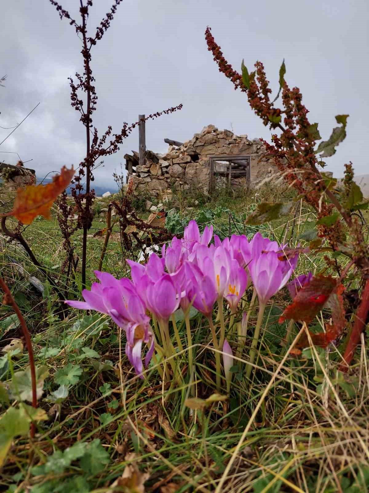 Kışın habercisi Vargit Çiçekleri Gümüşhane yaylalarında kendini göstermeye başladı