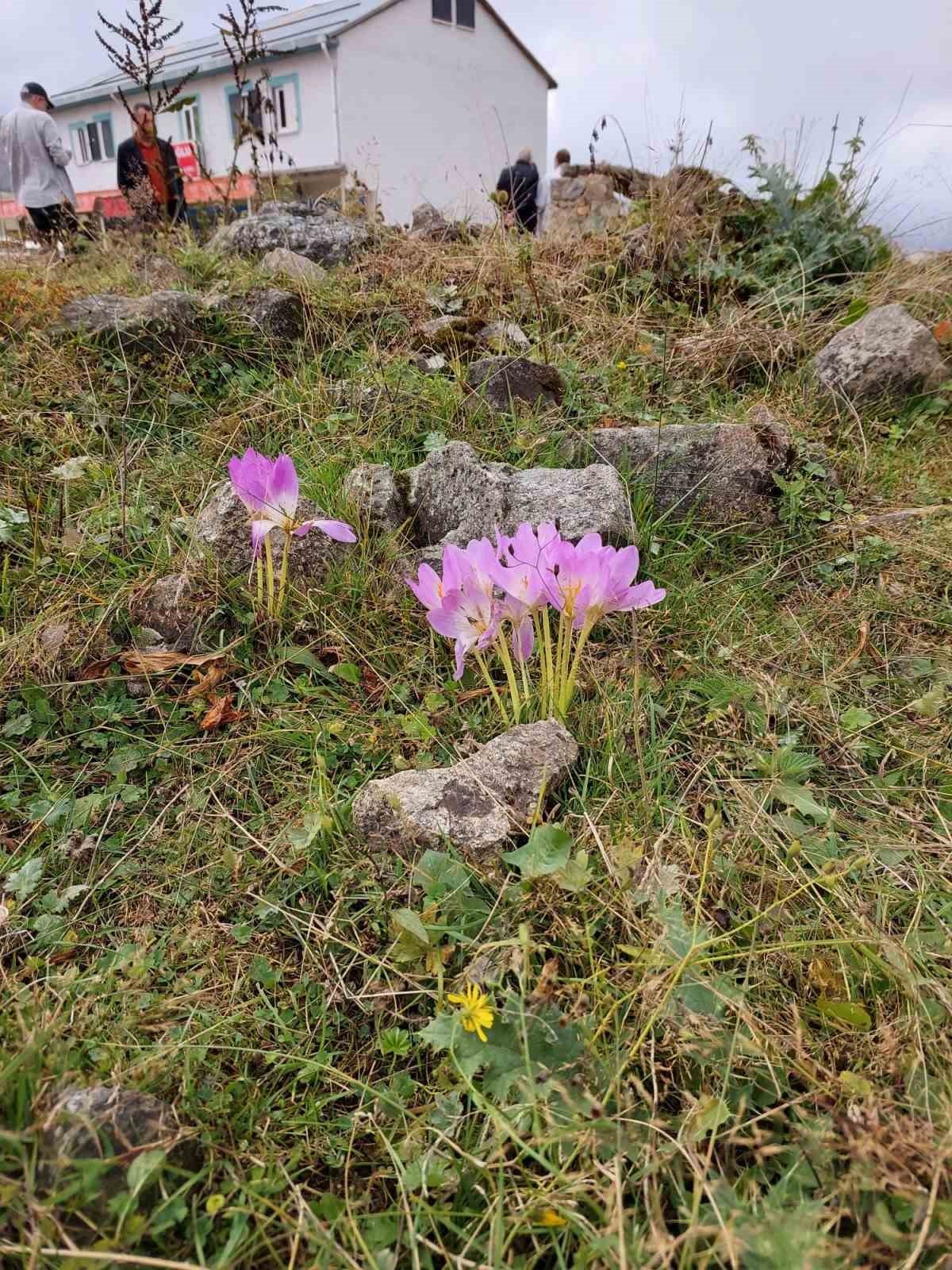 Kışın habercisi Vargit Çiçekleri Gümüşhane yaylalarında kendini göstermeye başladı