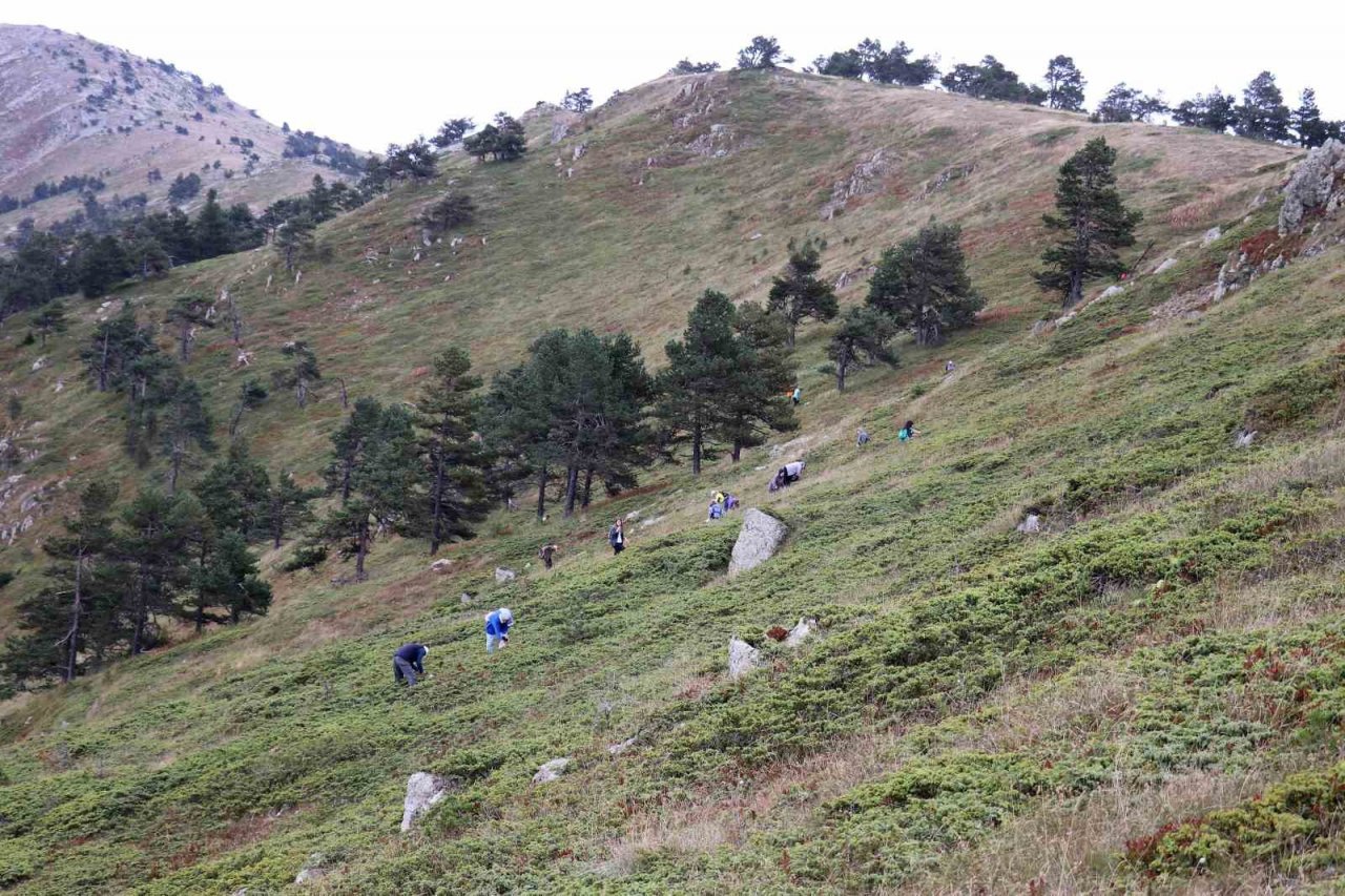 Hem yürüyüş yaptılar, hem likarpa topladılar