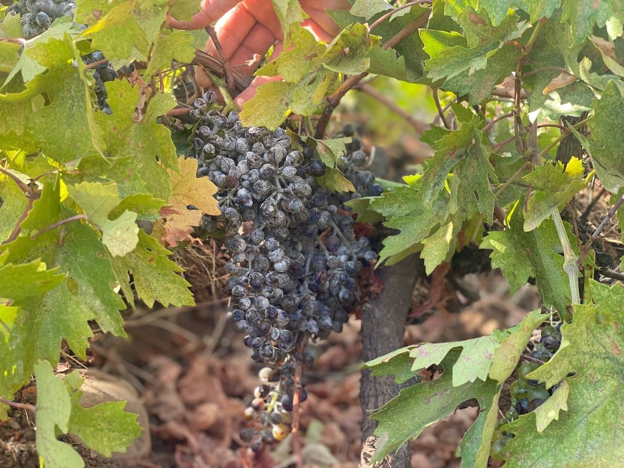 Derecik’te külleme hastalığı, üzüm verimini olumsuz etkiledi