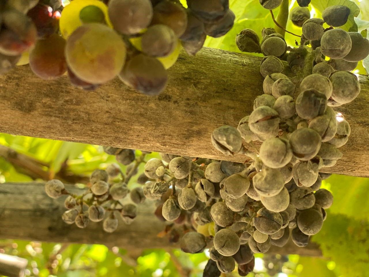 Derecik’te külleme hastalığı, üzüm verimini olumsuz etkiledi