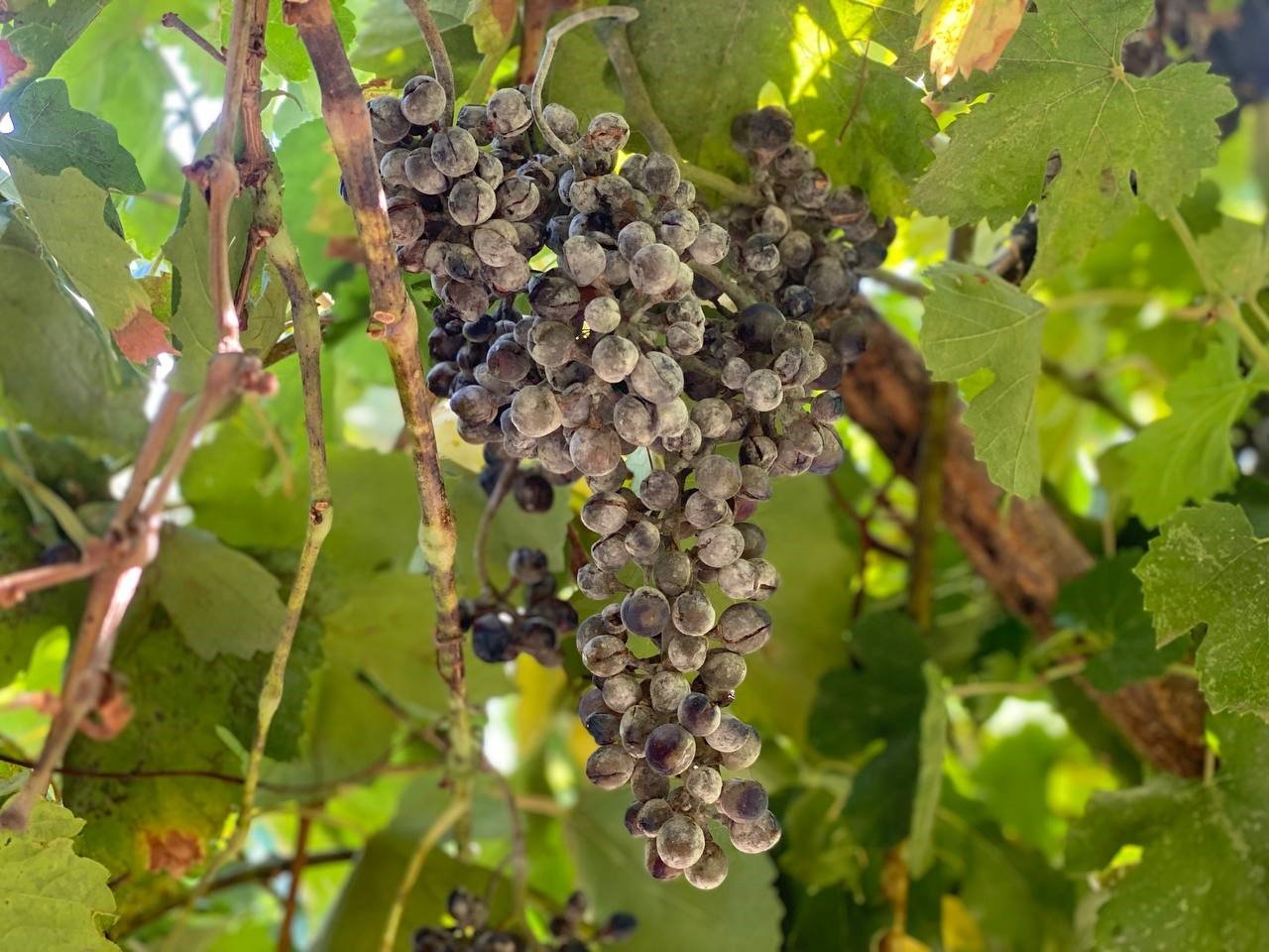 Derecik’te külleme hastalığı, üzüm verimini olumsuz etkiledi