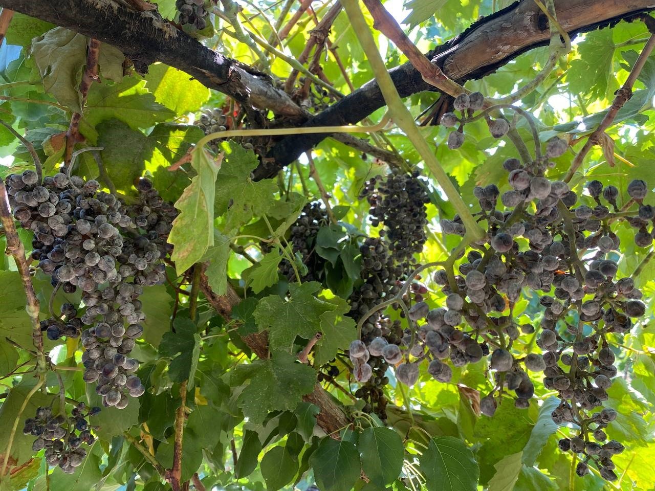 Derecik’te külleme hastalığı, üzüm verimini olumsuz etkiledi