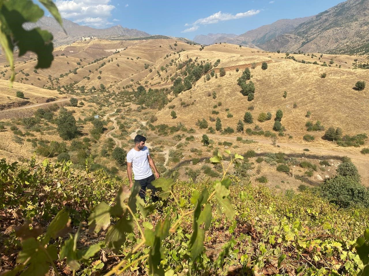 Derecik’te külleme hastalığı, üzüm verimini olumsuz etkiledi