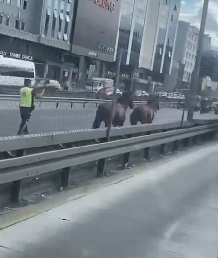 D-100 Karayolu’nda koşan başı boş atlar trafiği birbirine kattı