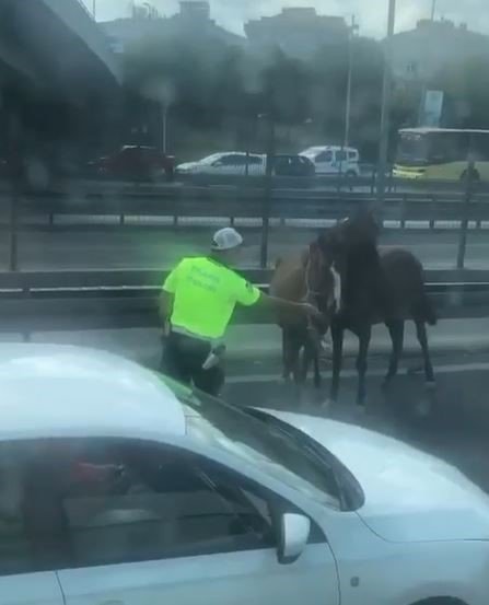 D-100 Karayolu’nda koşan başı boş atlar trafiği birbirine kattı