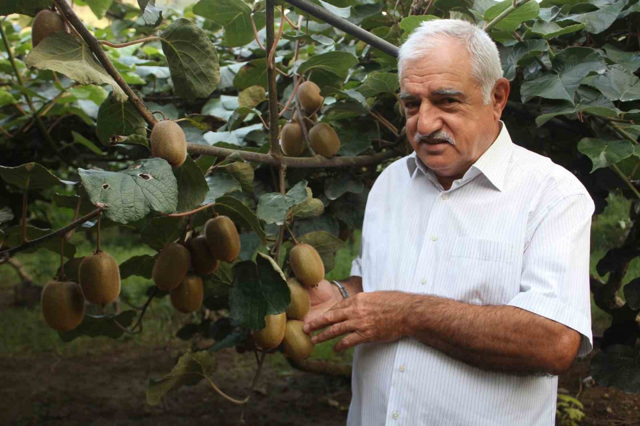 Ordu kivisinde rekolte düşüşü