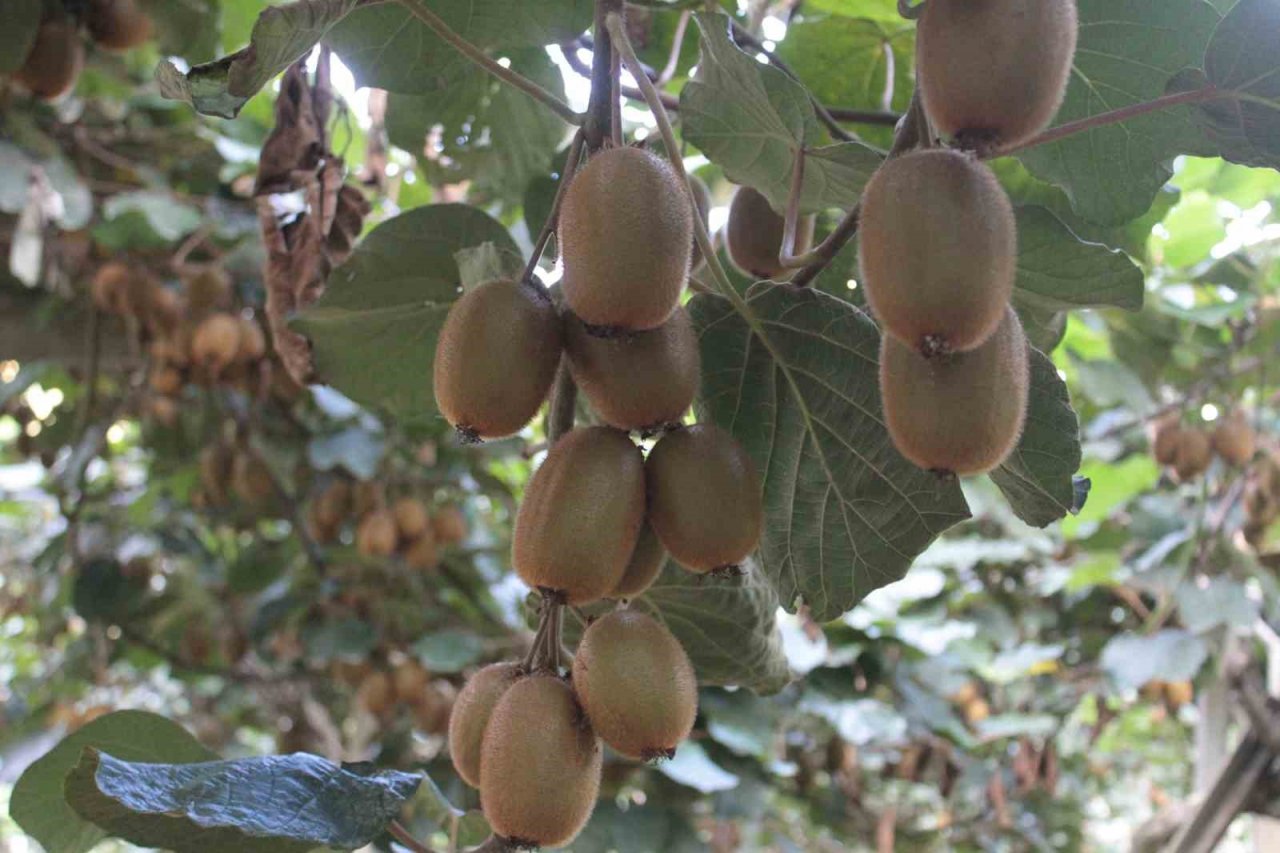 Ordu kivisinde rekolte düşüşü