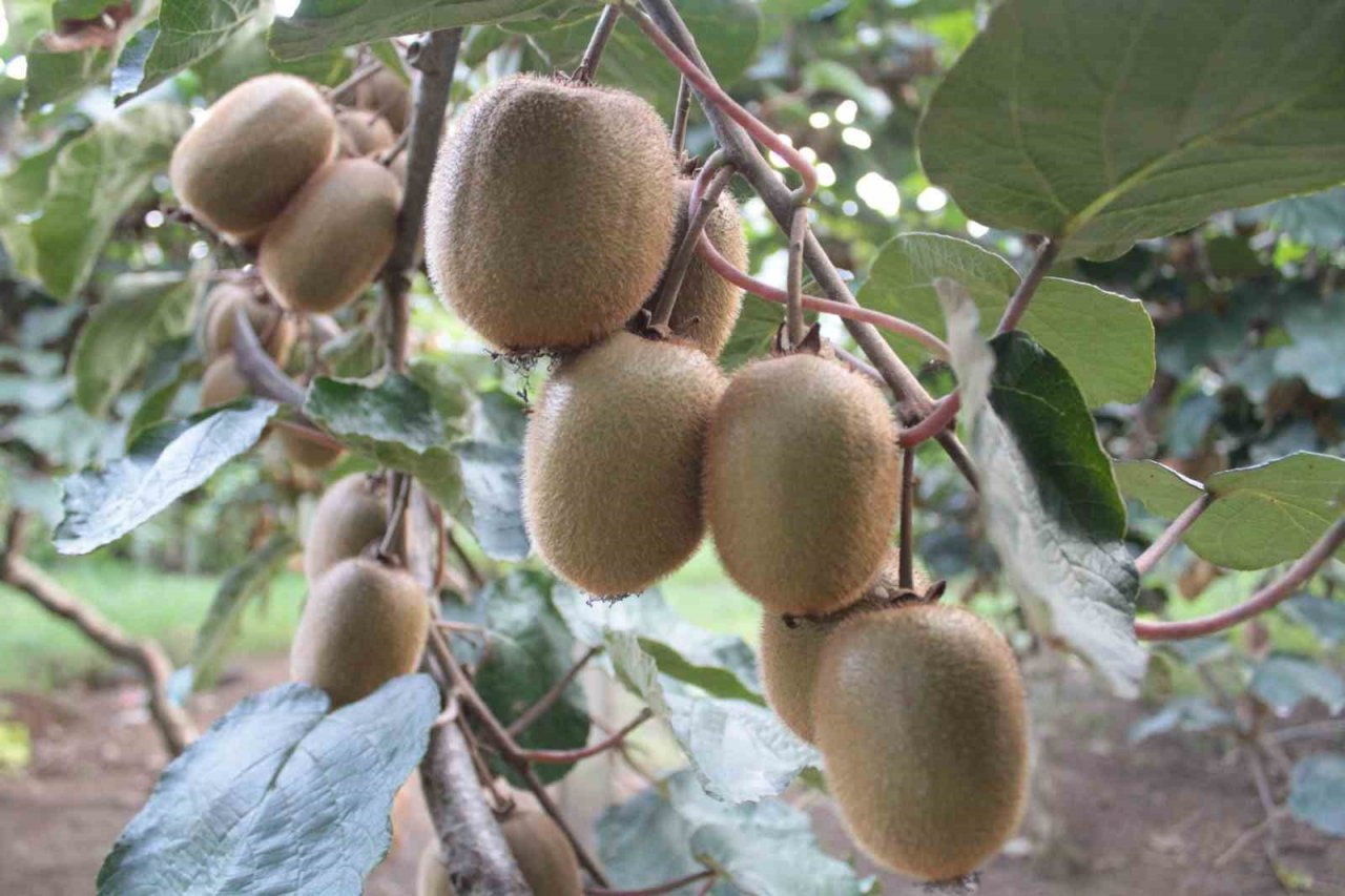 Ordu kivisinde rekolte düşüşü