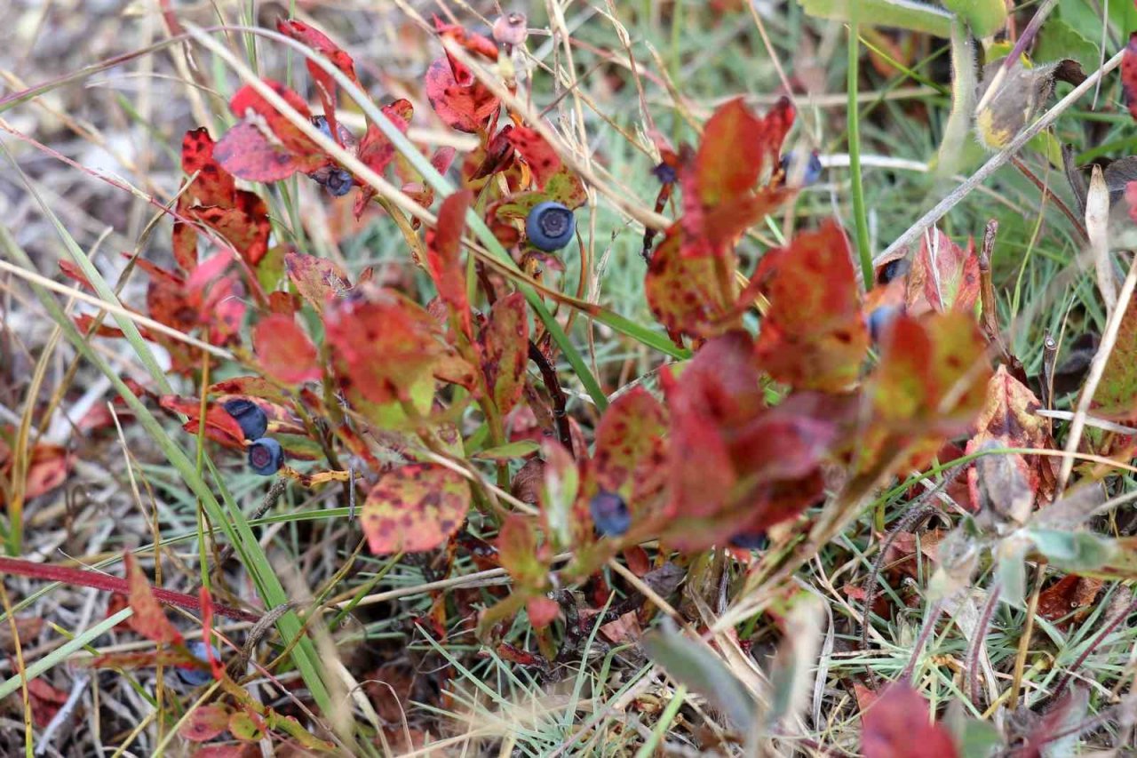 Hem yürüyüş yaptılar, hem likarpa topladılar