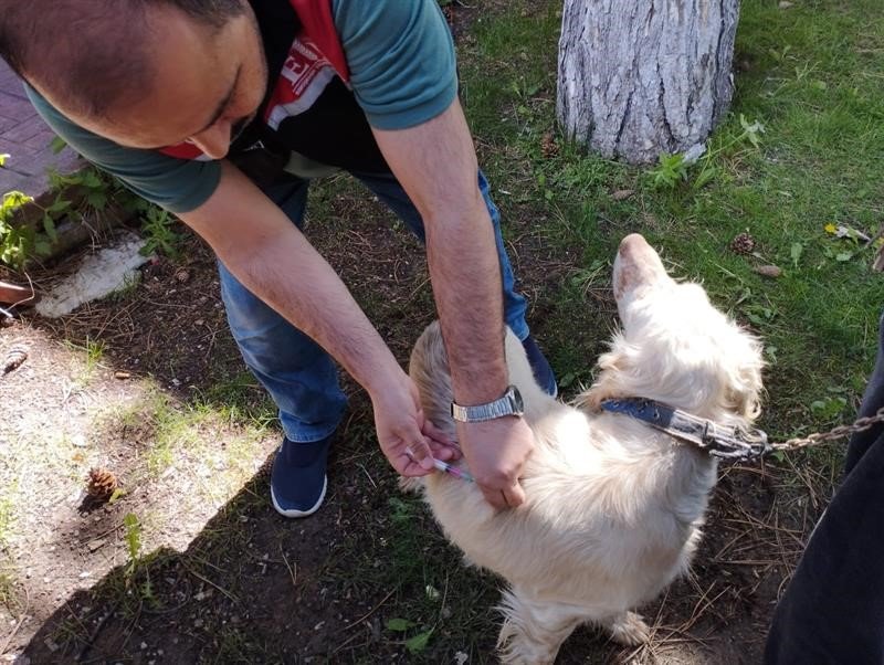 Kuduz hastalığına karşı Eskişehir’de 11 bin kedi ve köpek aşılandı