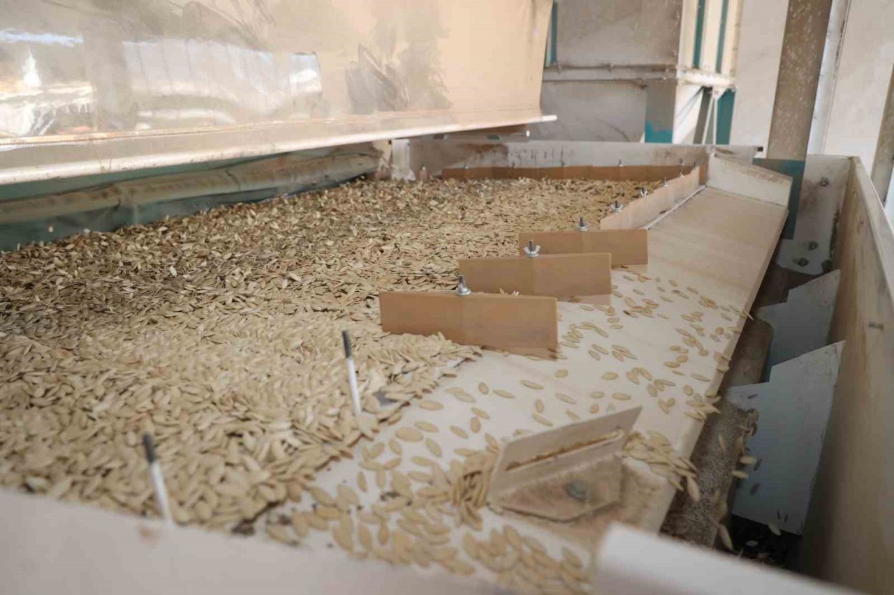 Konya’da kabak çekirdeği eleme tesisi üreticiye kolaylık sağlıyor