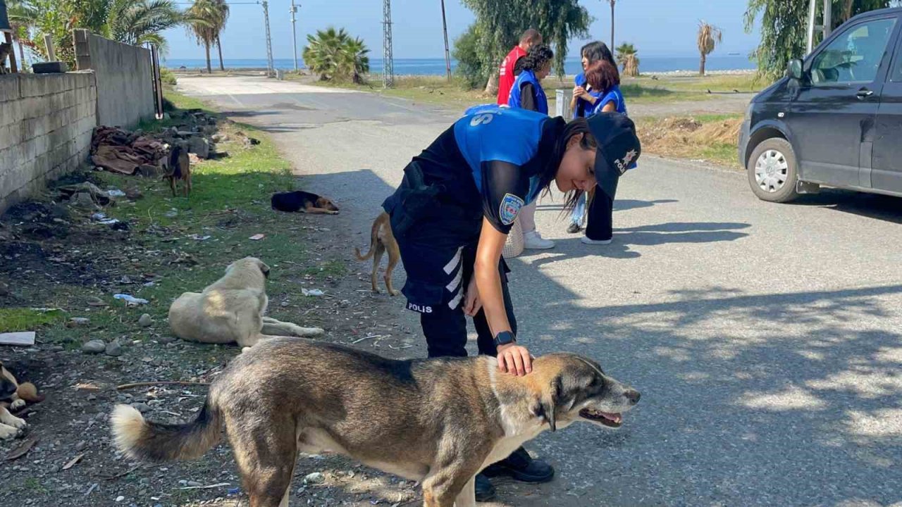 Jandarma, polis ve gönüllülerden sokak hayvanlarına mama desteği