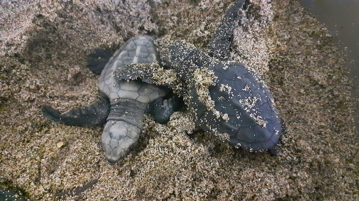 Kuşadası ve Didim’de 502 kaplumbağa yavrusu denizle buluşturuldu