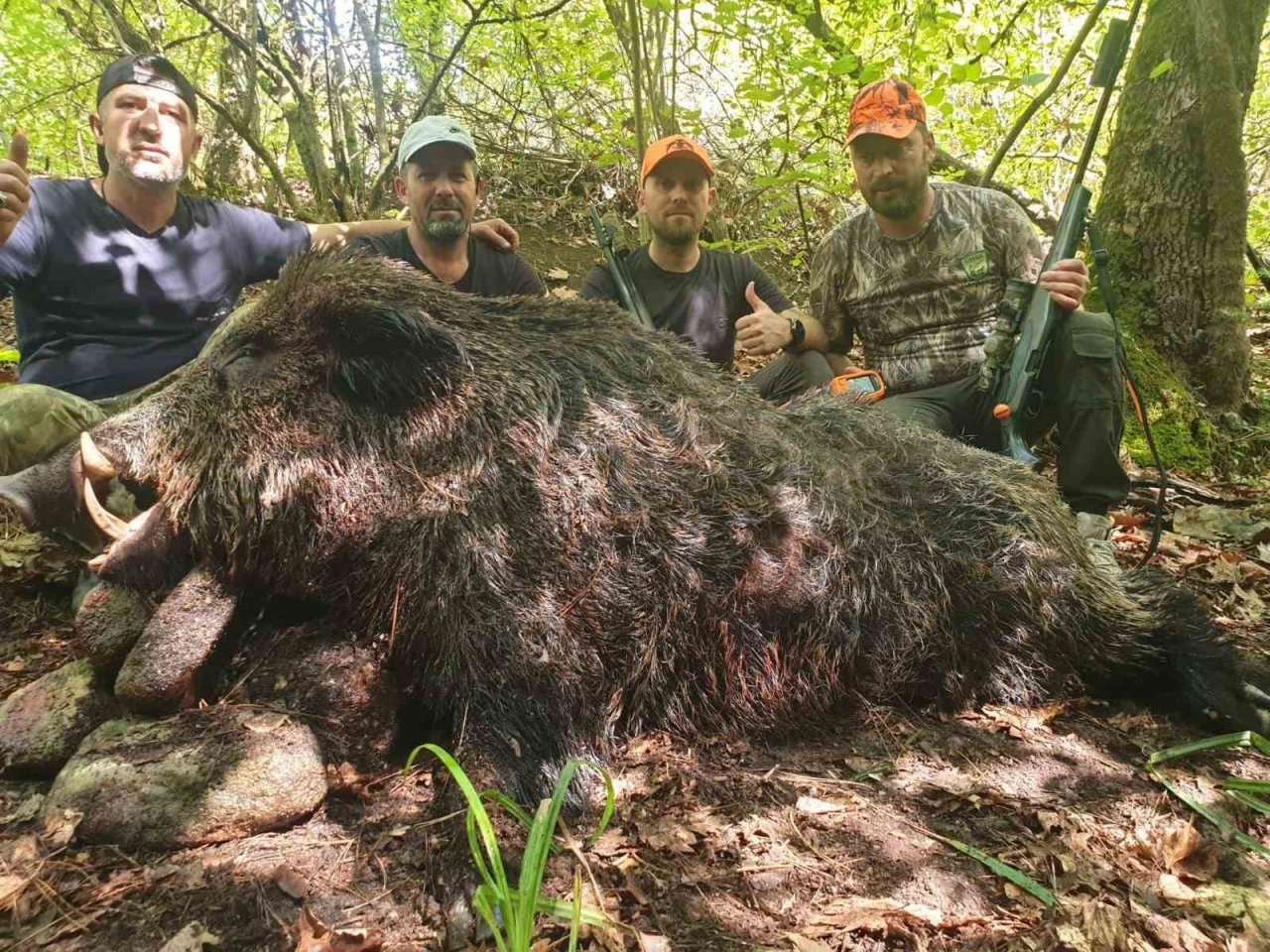Bilecikli avcılar dev domuzları vurdu