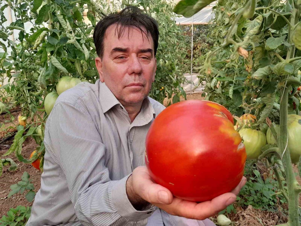 Bilecik’te 1 kilo 712 gramlık domatesi görenler şaşkınlıklarını gizleyemedi