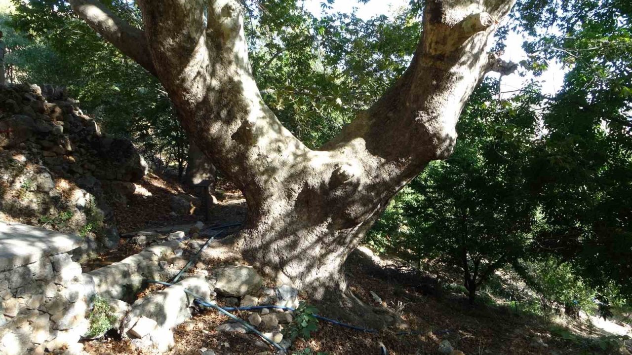 500 yıllık anıt ağacın levhasına sehven 100 yaşında olduğu yazıldı