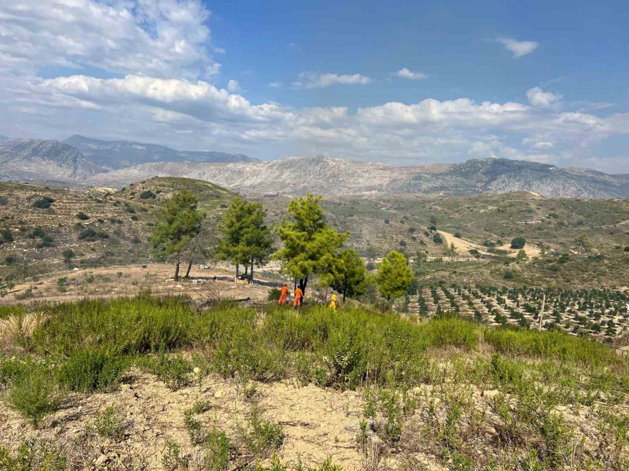 Yangında 150 zeytin ağacı ve baraka zarar gördü