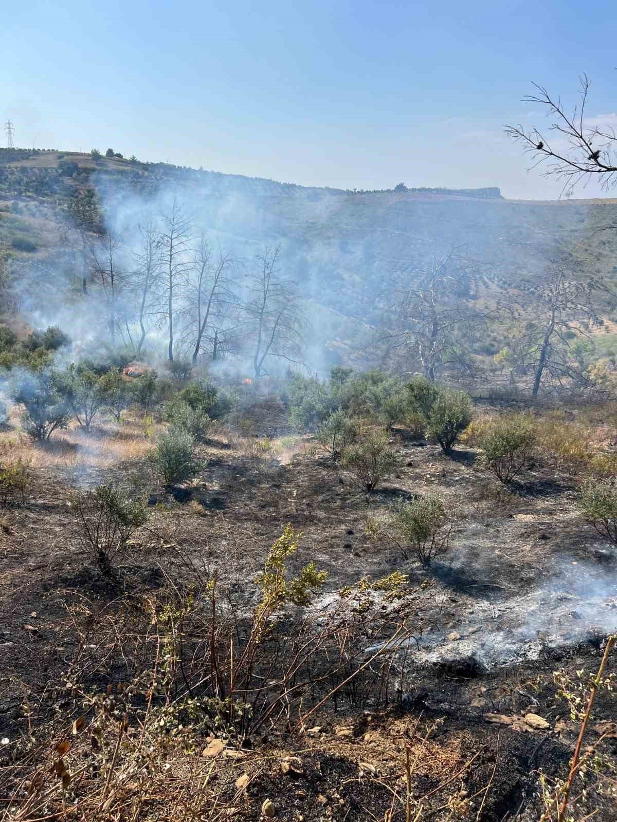 Yangında 150 zeytin ağacı ve baraka zarar gördü