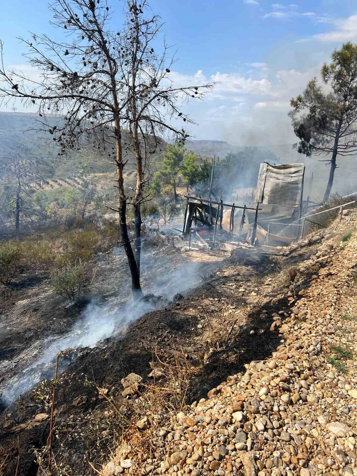 Yangında 150 zeytin ağacı ve baraka zarar gördü
