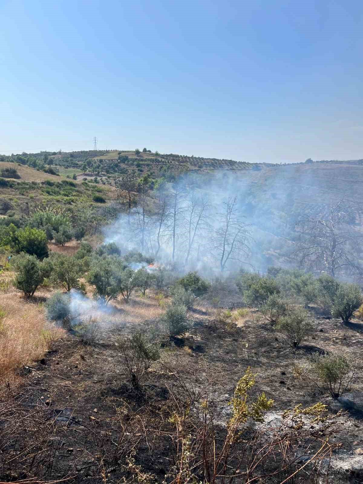 Yangında 150 zeytin ağacı ve baraka zarar gördü