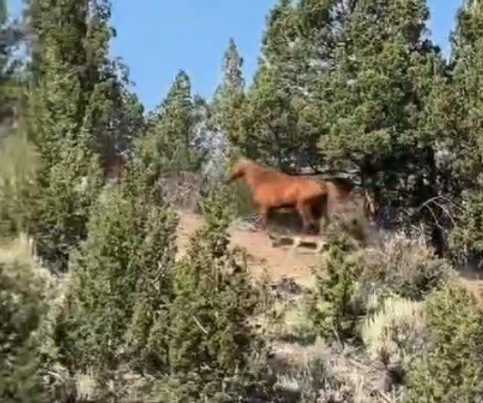 Yılkı atları böyle görüntülendi