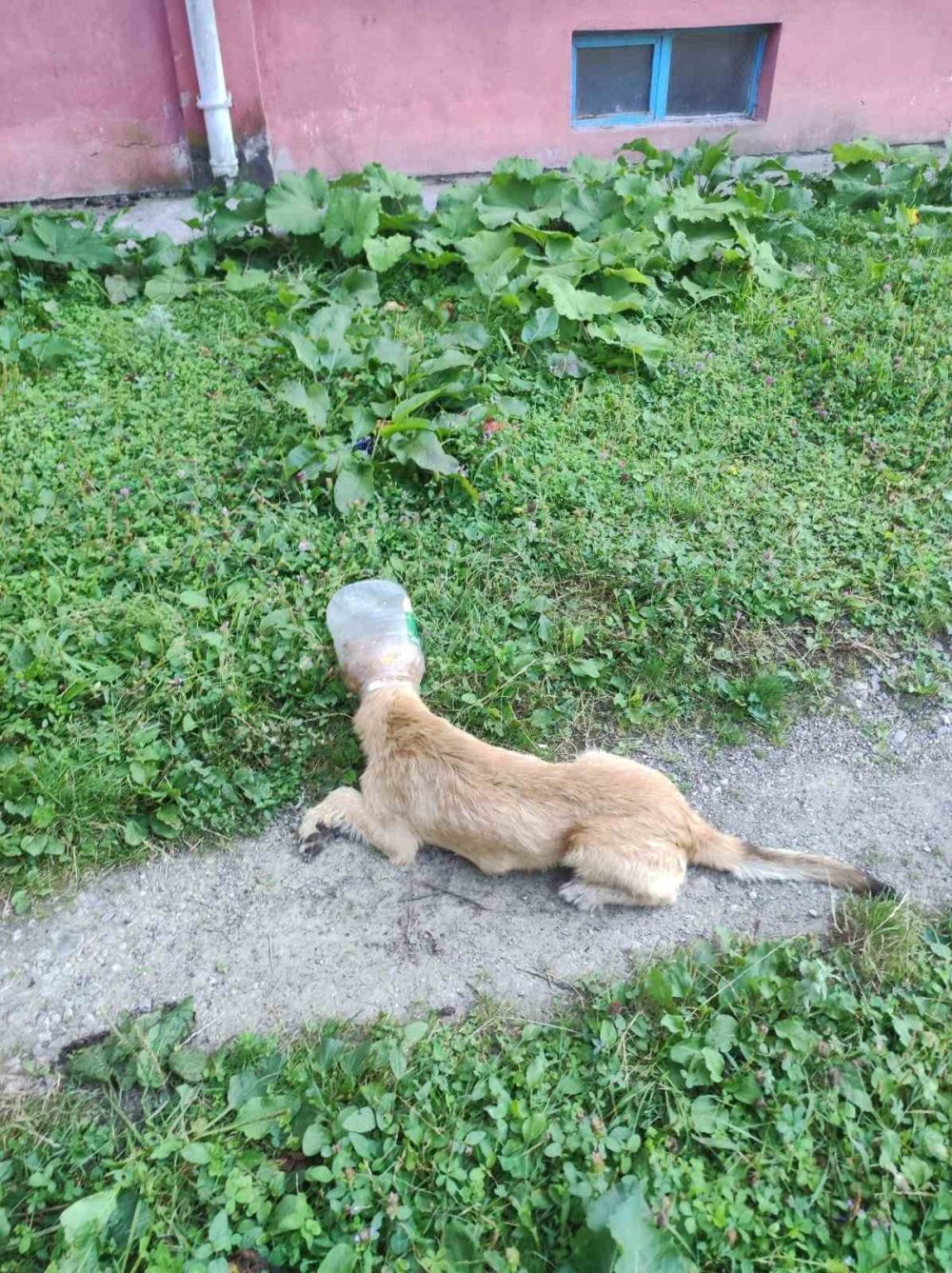 Başını bidona sıkıştırdı itfaiye kurtardı