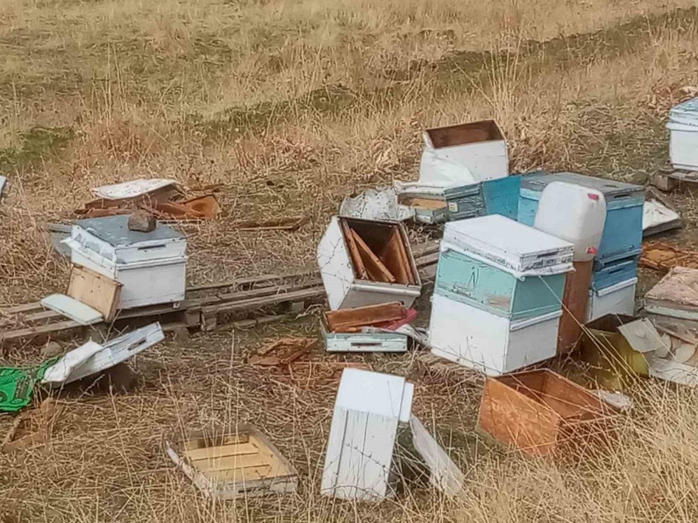 Aç kalan ayılar arı kovanlarını bu hale getirdi!