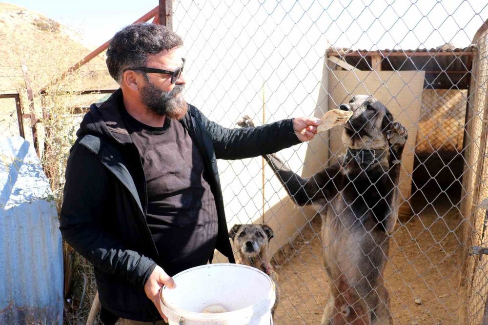 Kangal kürkünden hava tahmini: Bu kış ılıman geçecek