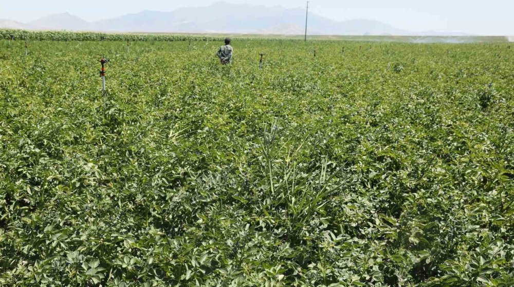 Konyalı çiftçi emeğinin karşılığını şeker pancarından alacak