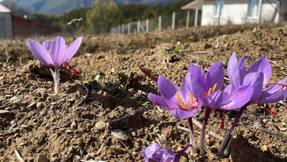 Binbir zahmeti var: Bir kilosu bir araba parası