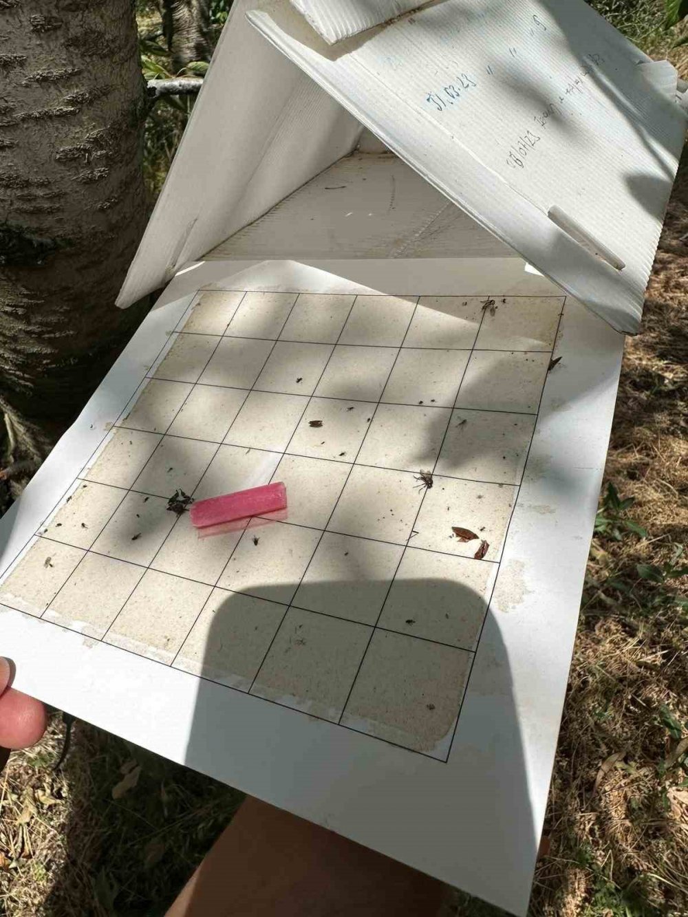 Konya'nın çilek merkezi Hüyük'te önlemler alındı