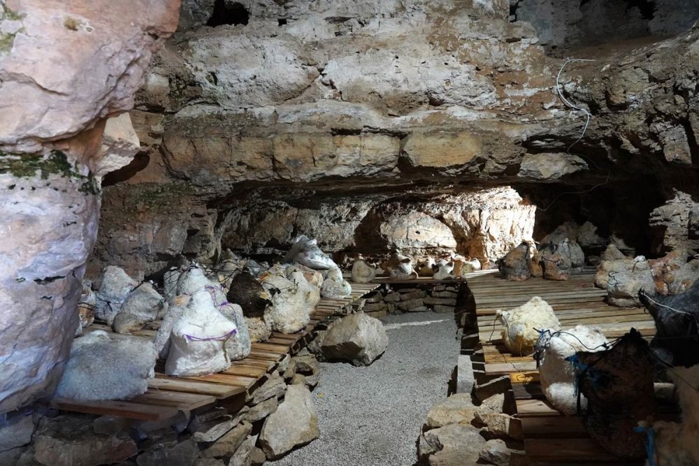 Konya Akpınar Mağaralarında ilk tulum hasadı yapıldı