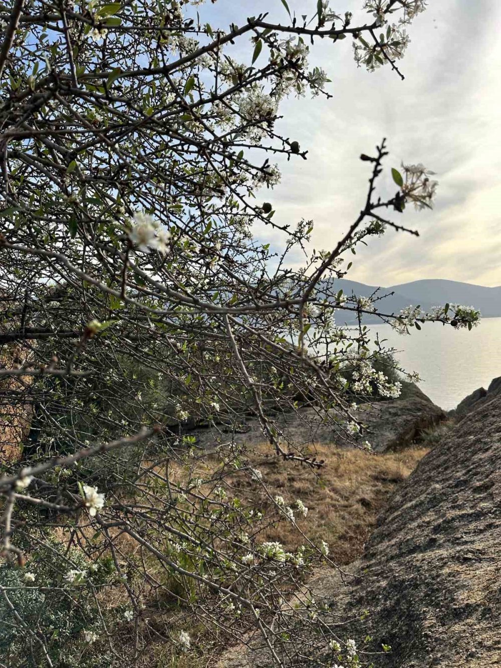 Havalar soğumadı, meyve ağaçları bir kez daha çiçek açtı