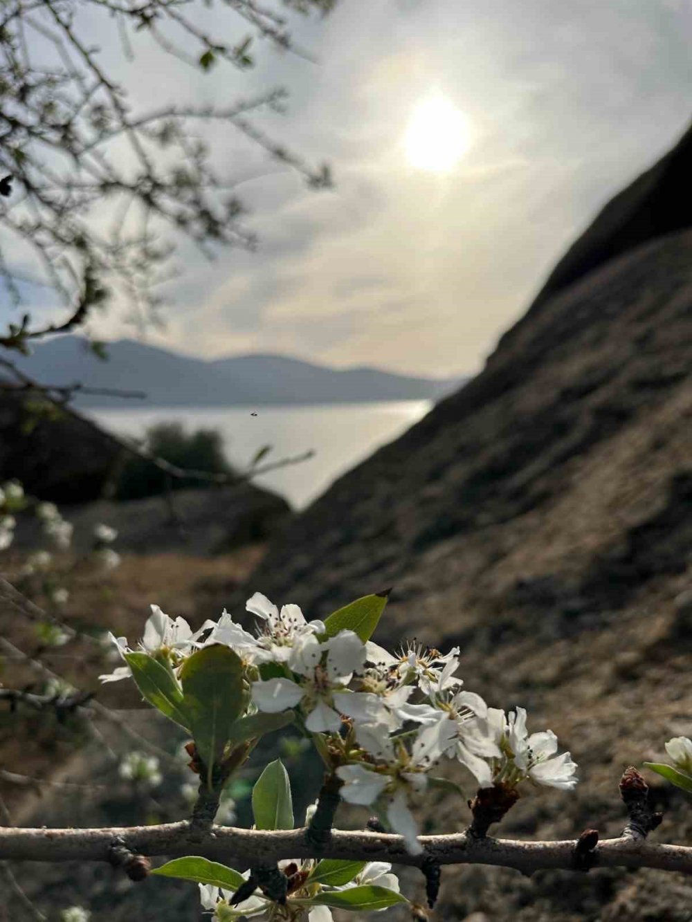 Havalar soğumadı, meyve ağaçları bir kez daha çiçek açtı