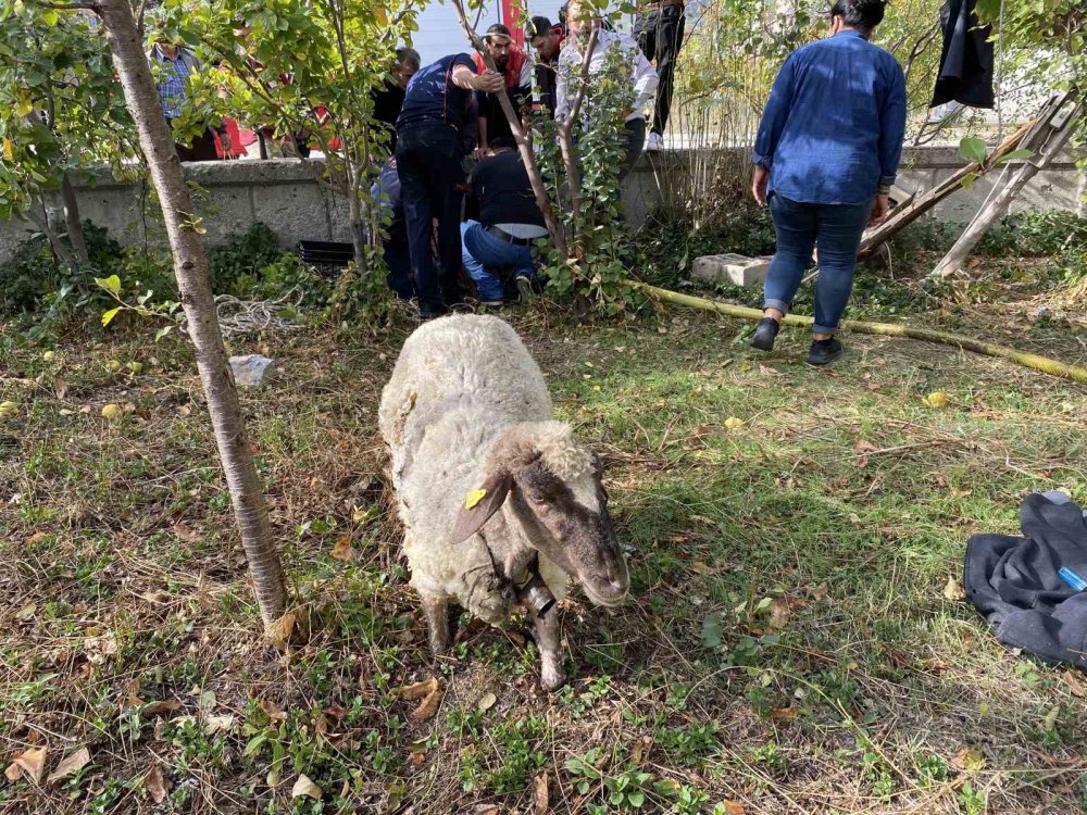 İtfaiyeden kuyudan koyun kurtarma operasyonu