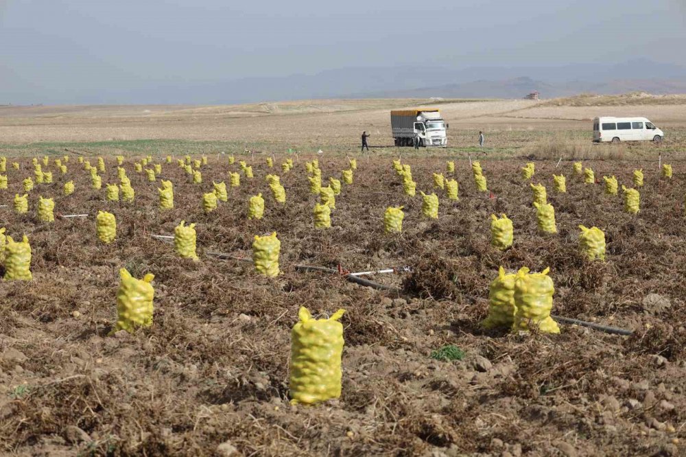 800 nüfuslu köyde 10 bin ton patates üretiliyor