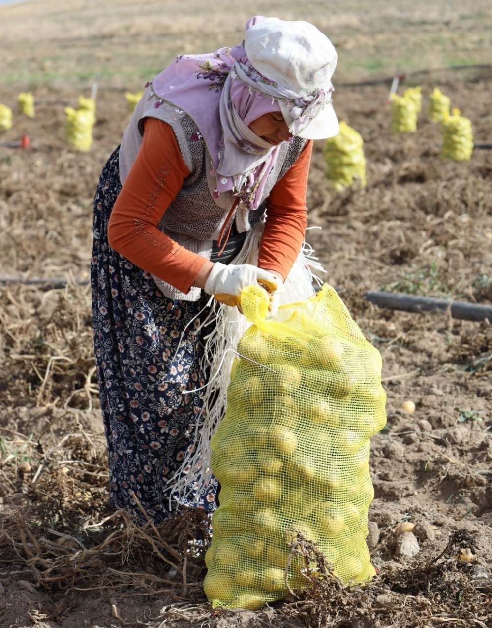 800 nüfuslu köyde 10 bin ton patates üretiliyor