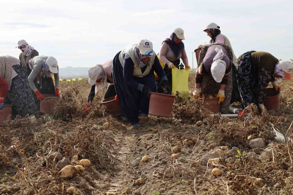 800 nüfuslu köyde 10 bin ton patates üretiliyor