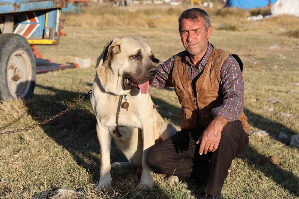 Aksaray Malaklısı dünyaya açıldı