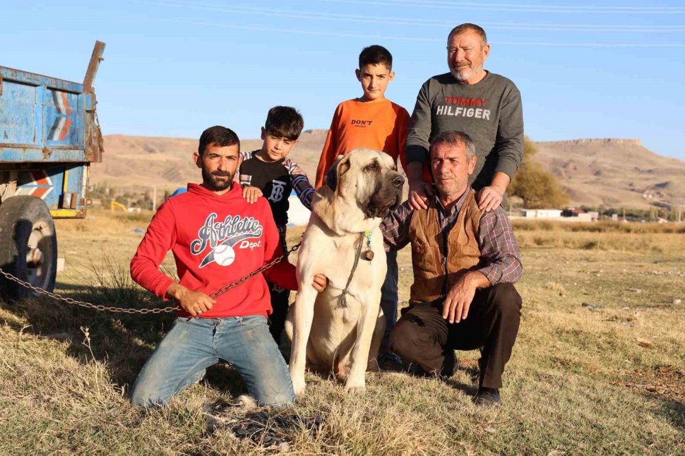 Aksaray Malaklısı dünyaya açıldı